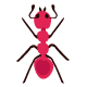 Ants