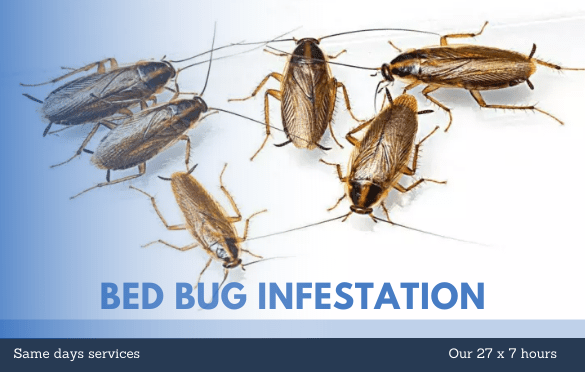 bed-bugs