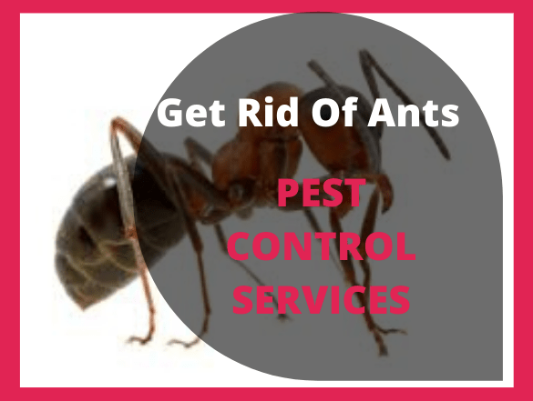 Ants Control pakenham