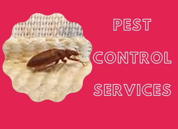 bed-bugs