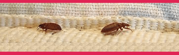 bed-bugs