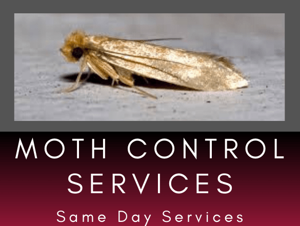 pest Control services-1