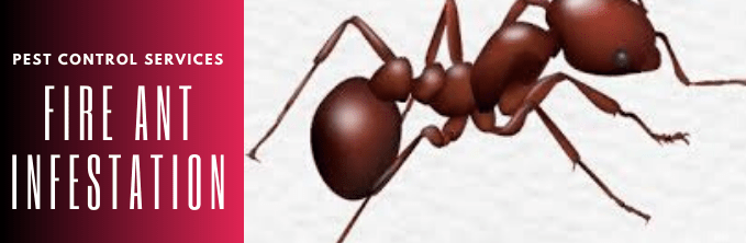 Treatment For Fire Ant Infestation