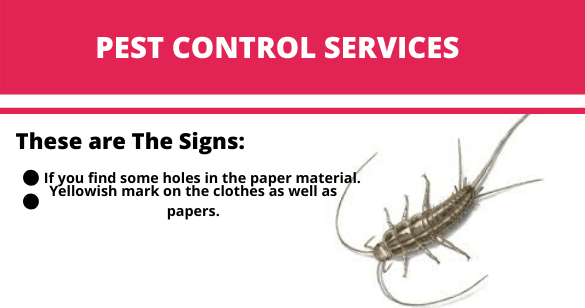 silverfish