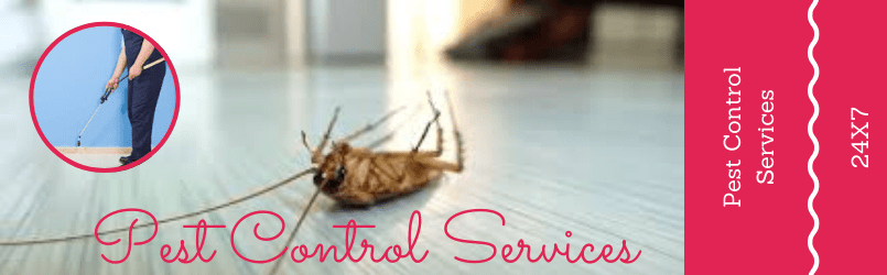 Cockroaches Pest Control Services 