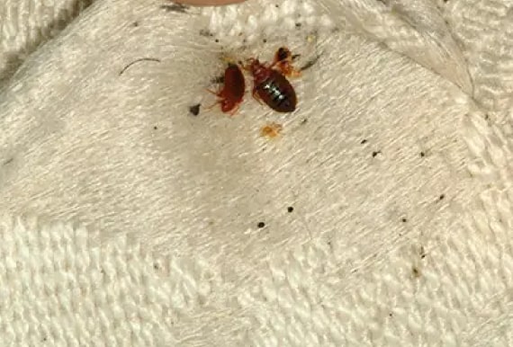 bed bug control pakenham