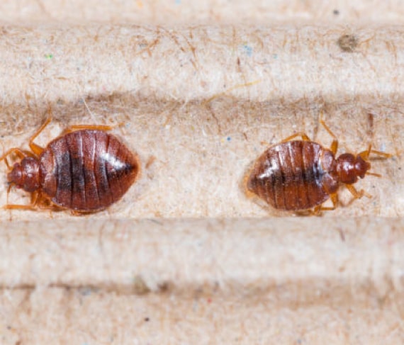 bed bug infestation