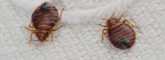 bed-bugs 2