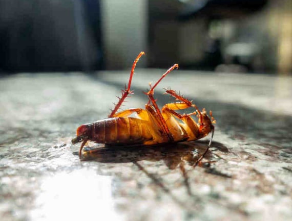 cockroaches control pakenham