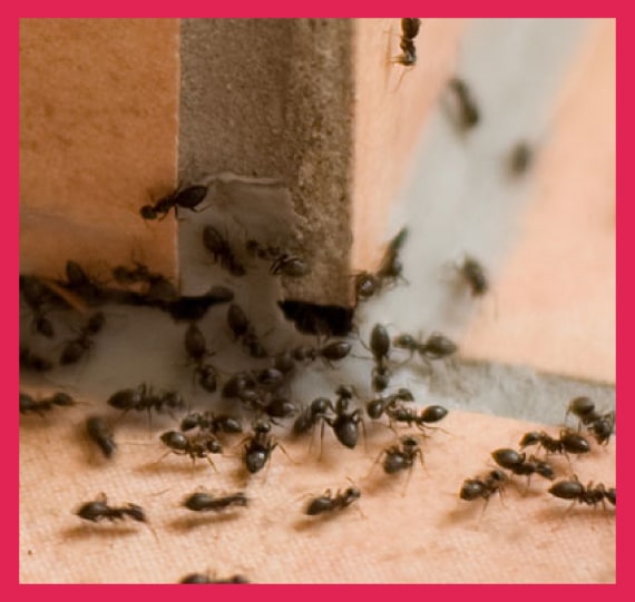 expert ants control pakenham