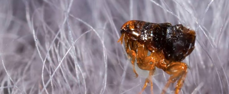 flea control pakenham