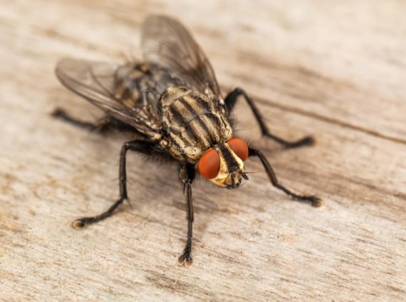 flies control pakenham