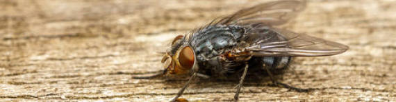 flies pakenham