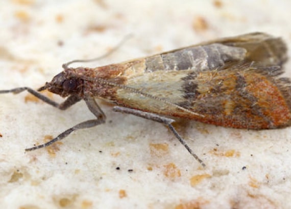 moth control pakenham