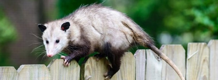 possum removal in pakenham