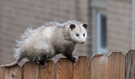 possum removal pakenham