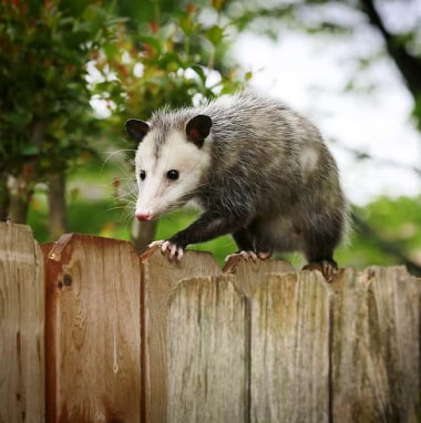 possum removal