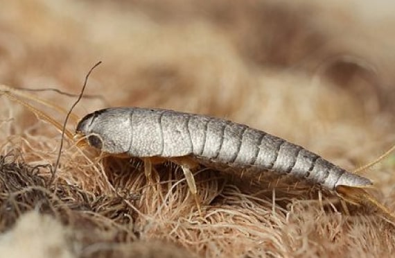 silverfish control pakenham