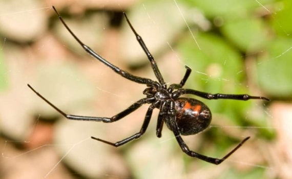 spider control service in pakenham