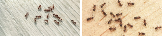 ants control pakenham