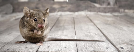 expert rodent control pakenham